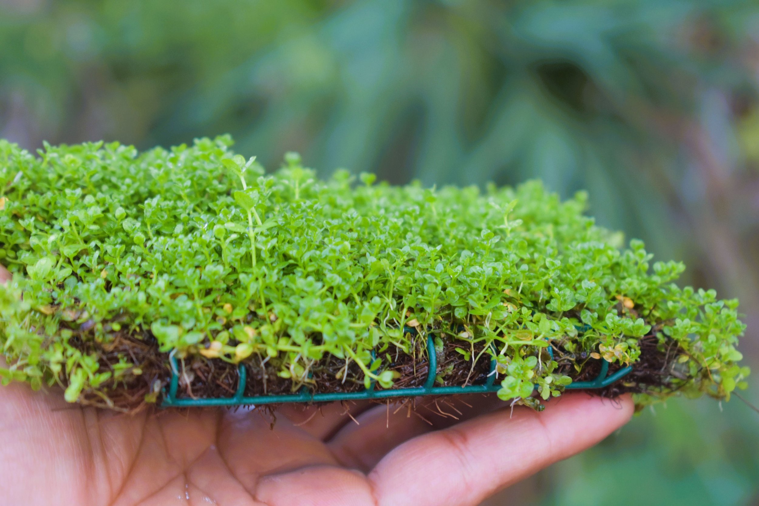 Pre-grown on a weighted mat, it makes planting easy and hassle-free, quickly adding beauty to your aquascape.