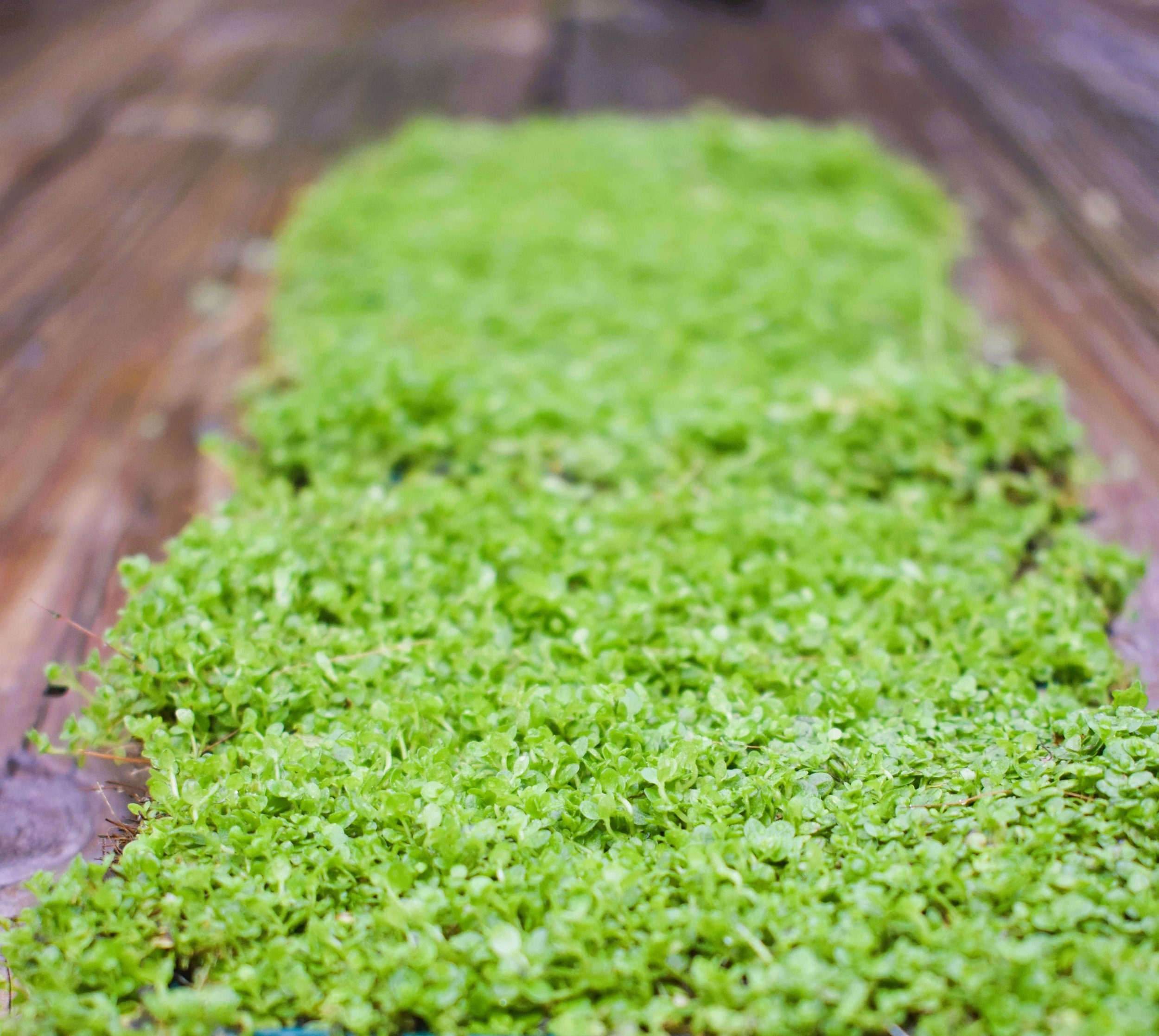 Plants on Mats - Monte Carlo is particularly favored for its ability to adapt to different water conditions