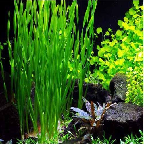 This plant can reach heights of up to 20 inches, making it perfect for background placement in aquascapes.