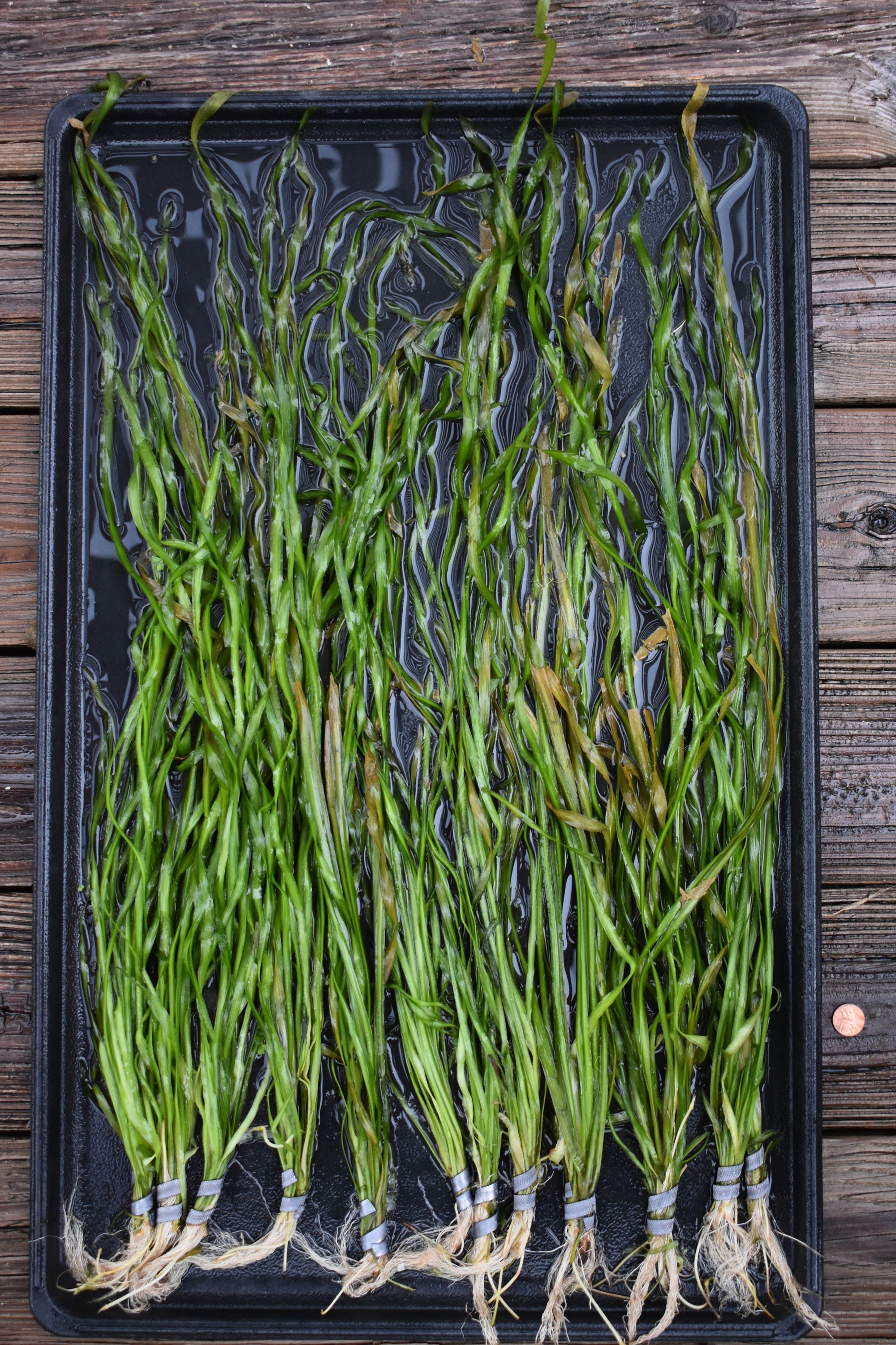 This plant thrives in a variety of water conditions, including soft and hard water.