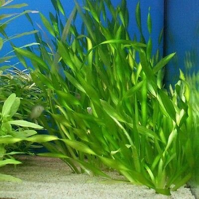 It is easy to care for and can tolerate a wide range of temperatures, making it suitable for both tropical and temperate aquariums.