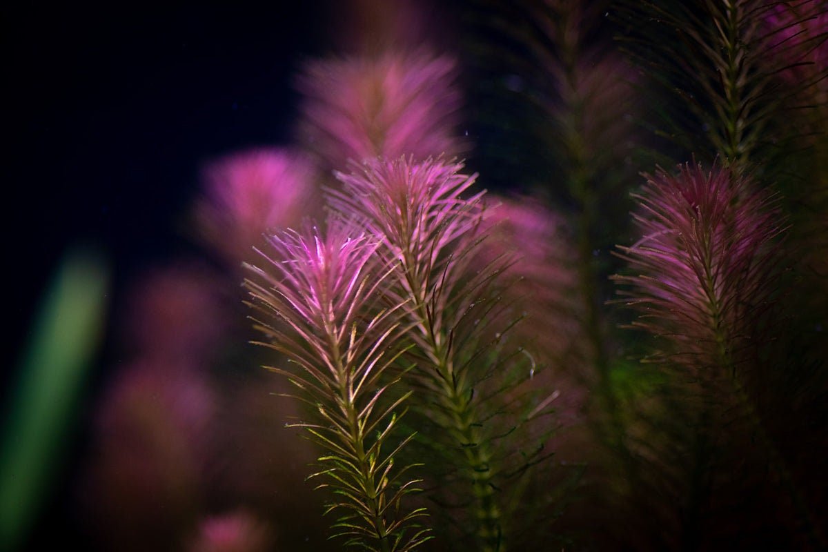 delicate pink stems of rotala wallichii against a black background