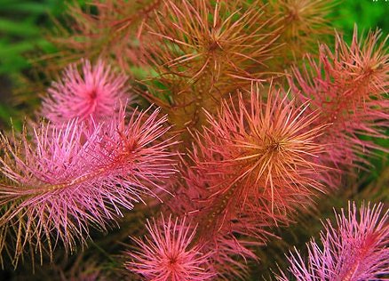 rotala wallichii changing colors as it adapts to nitrate limitation and high light