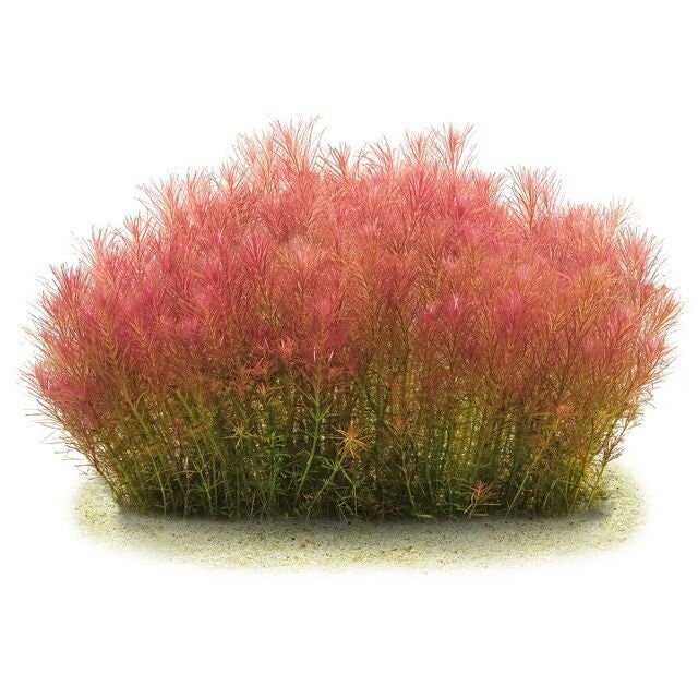 dense crop of rotala wallichii