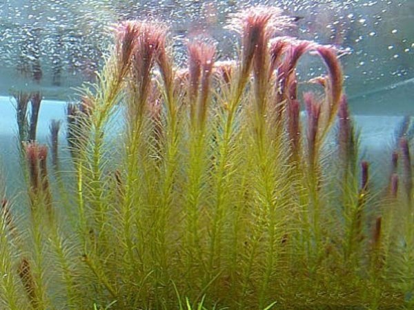 rotala wallichii reaching the aquarium surface