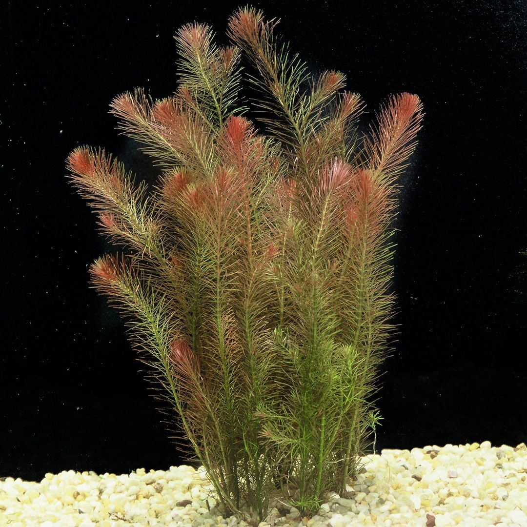 bulk deal aquarium plants