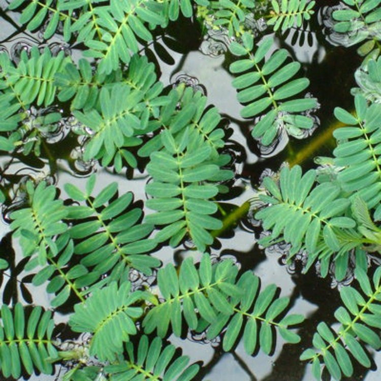 Its vibrant green leaves float gracefully on the water's surface, providing a striking visual effect that complements various aquatic environments.