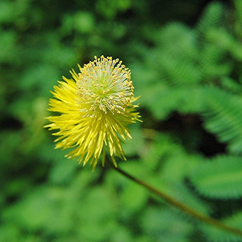 Sensitive Plant! (Neptunia Aquatica) prefers warm temperatures and bright light, thriving in tropical or subtropical conditions.