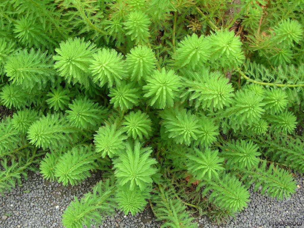 Parrot Feather features delicate, finely divided leaves that grow in whorls around the stem, giving the plant a feathery appearance that adds softness to aquascapes.