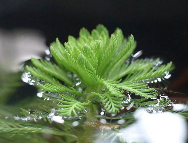 This plant is known for its rapid growth, making it an excellent choice for those looking to create lush, green backdrops in both aquariums and outdoor ponds.