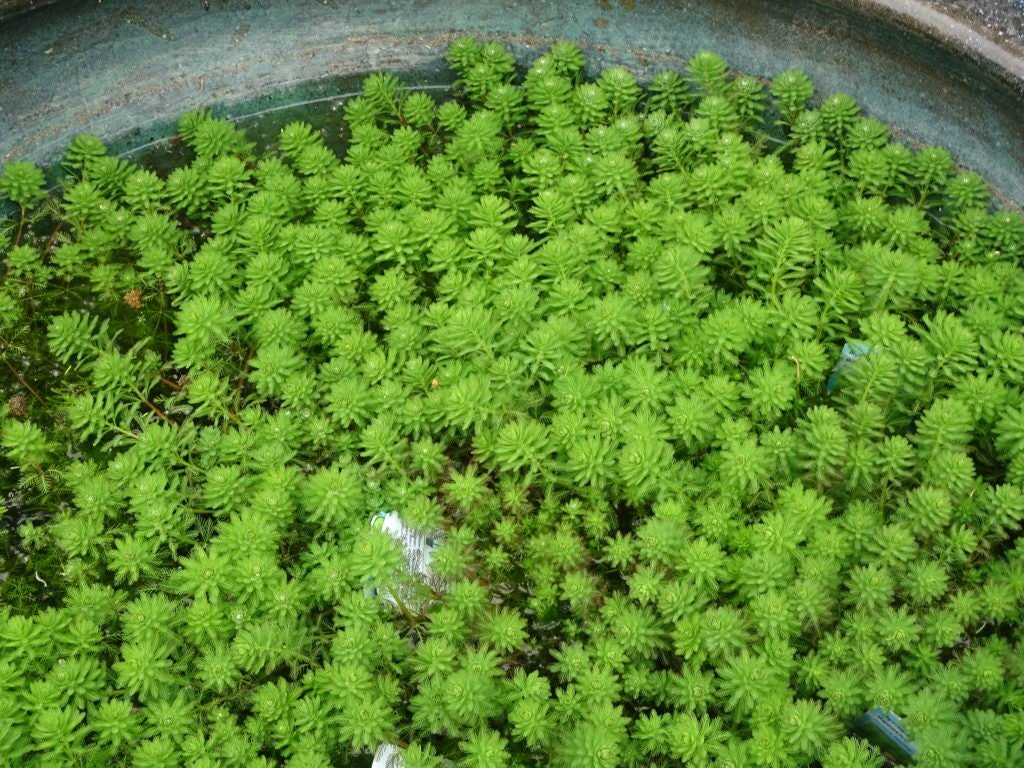 Parrot Feather thrives in a variety of water conditions, preferring slightly acidic to neutral pH levels, typically ranging from 6.0 to 7.5, and can tolerate moderate water hardness.