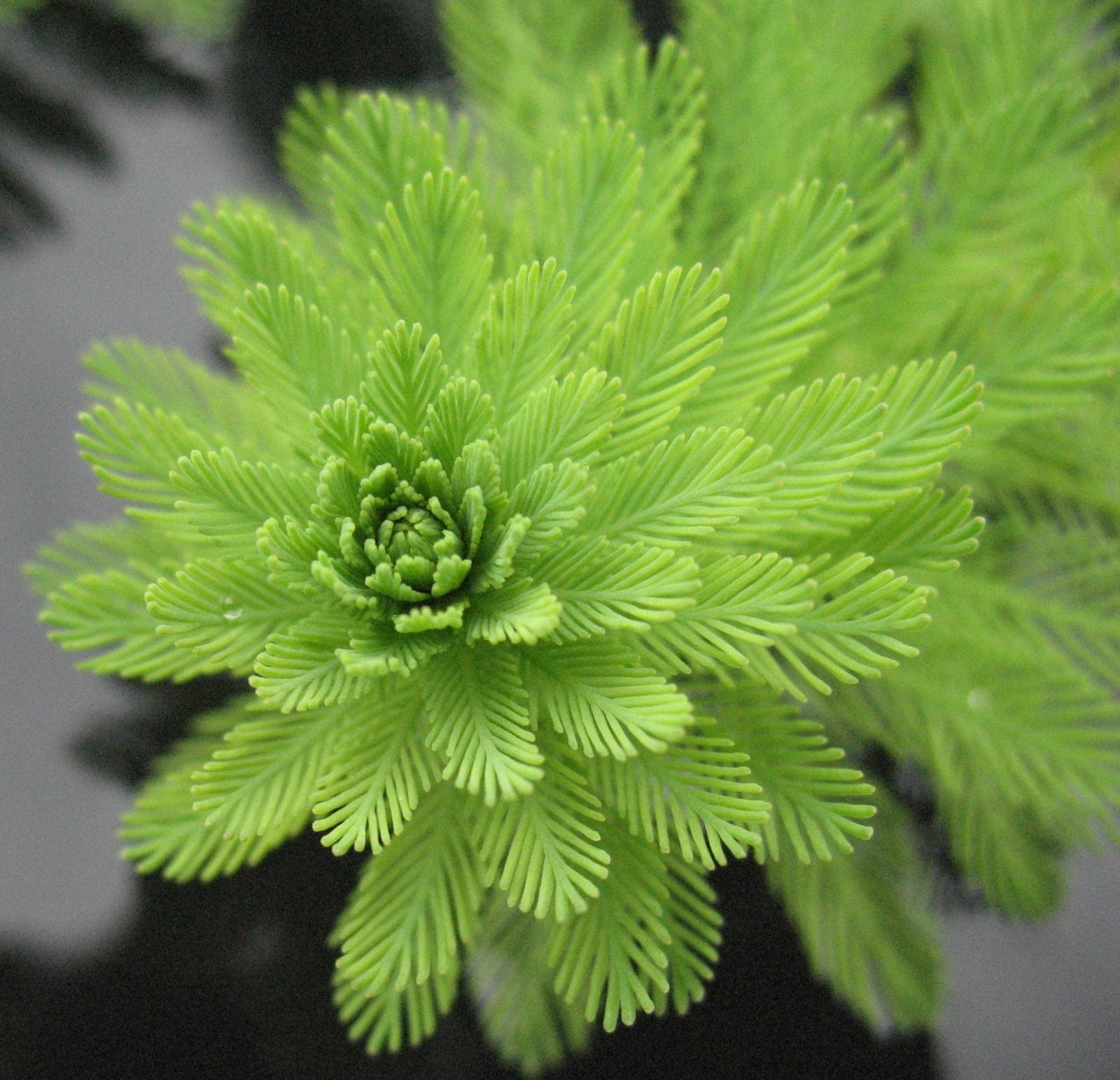 This plant is a floating or submerged species, adapting well to both environments.
