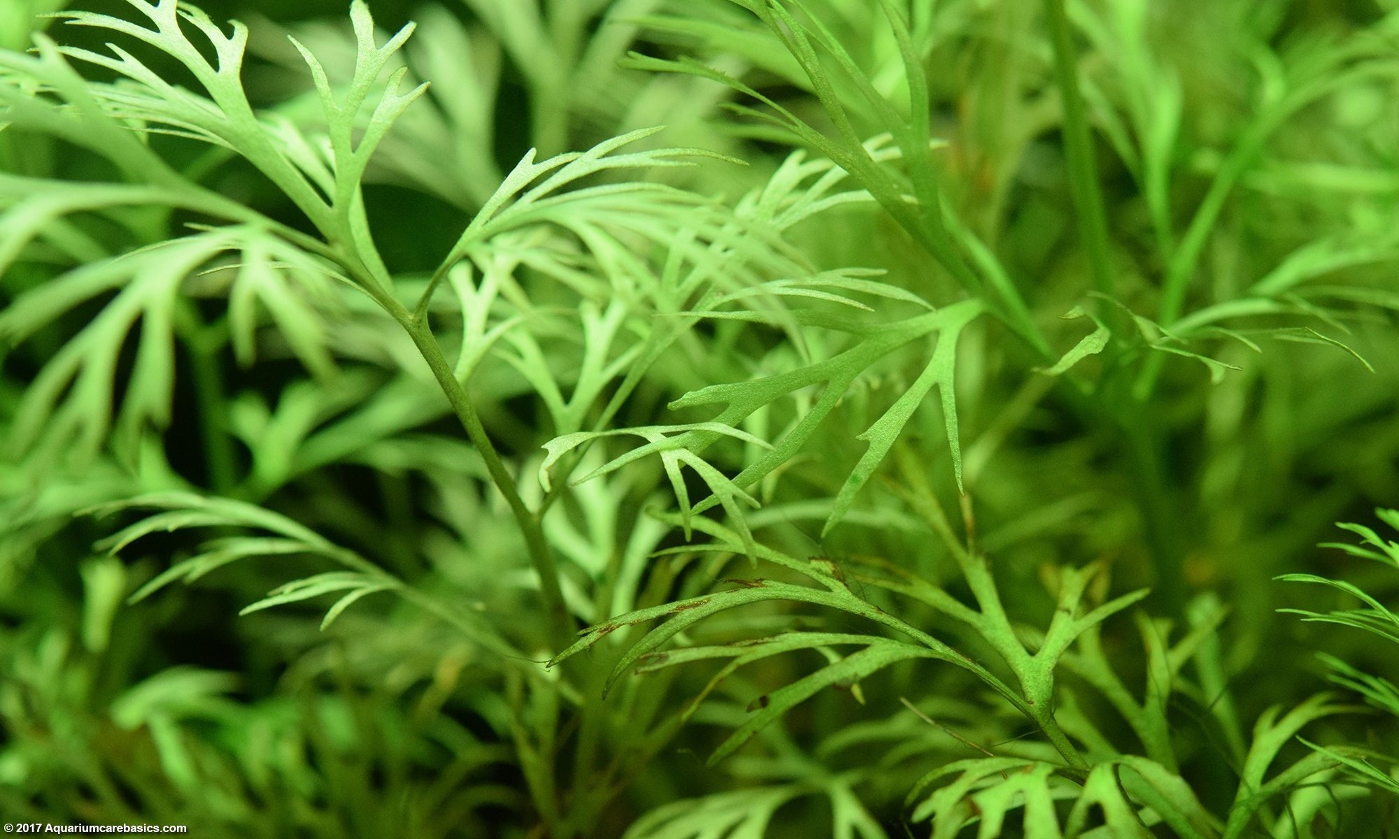 Water Sprite (or Water Wisteria if substituted): These versatile plants can be rooted or left floating, adapting well to different aquarium environments.