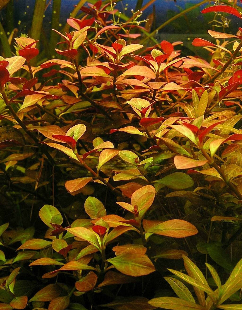 Ludwigia Repens: This beautiful red-green stem plant is a favorite for adding color to aquascapes.