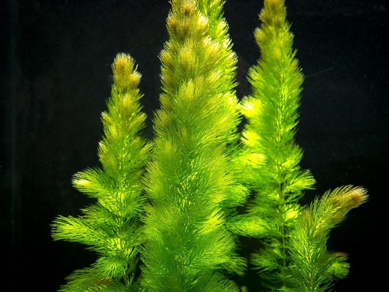 Hornwort (Coontail): A fast-growing, floating plant that does not require soil, making it perfect for a variety of setups.