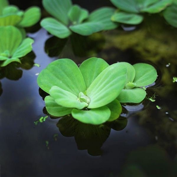 Water Lettuce floats gracefully on the surface, forming dense clusters of rosettes with soft, light green leaves.