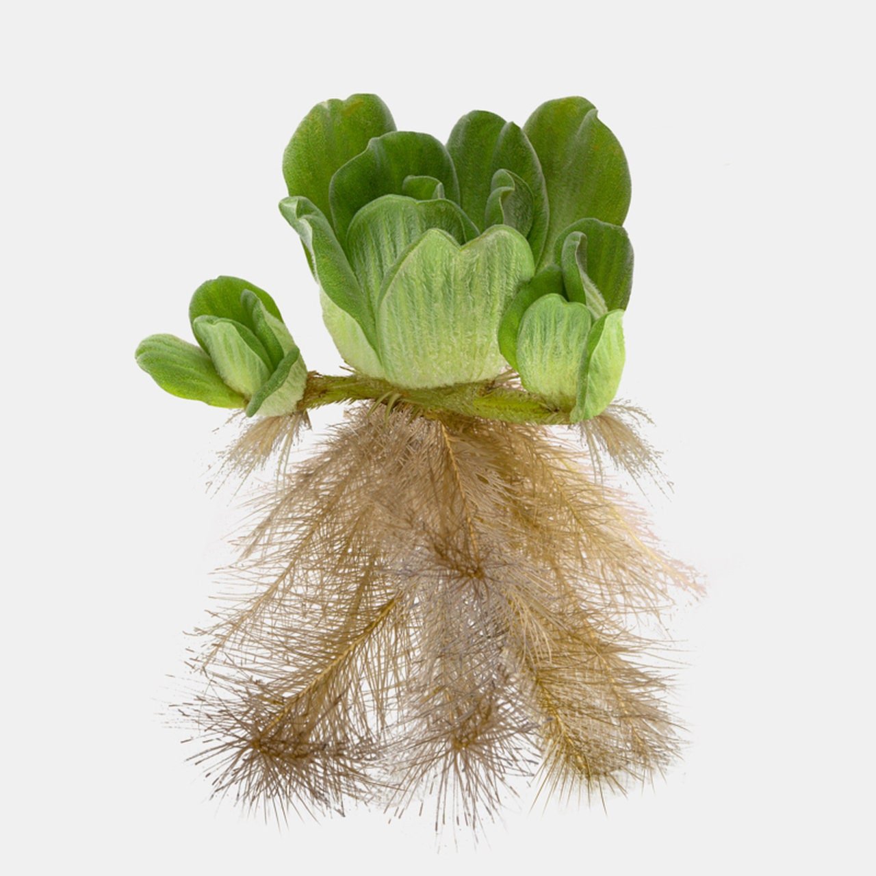 This plant is easy to grow and is highly adaptable, thriving in warm water with moderate to high lighting.