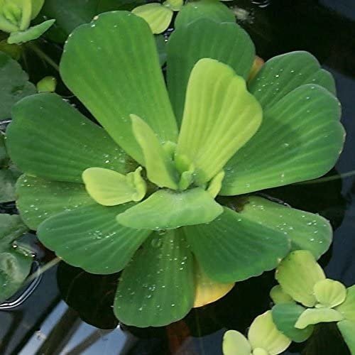 It grows quickly, especially in nutrient-rich environments, making it ideal for larger aquariums or outdoor water gardens.