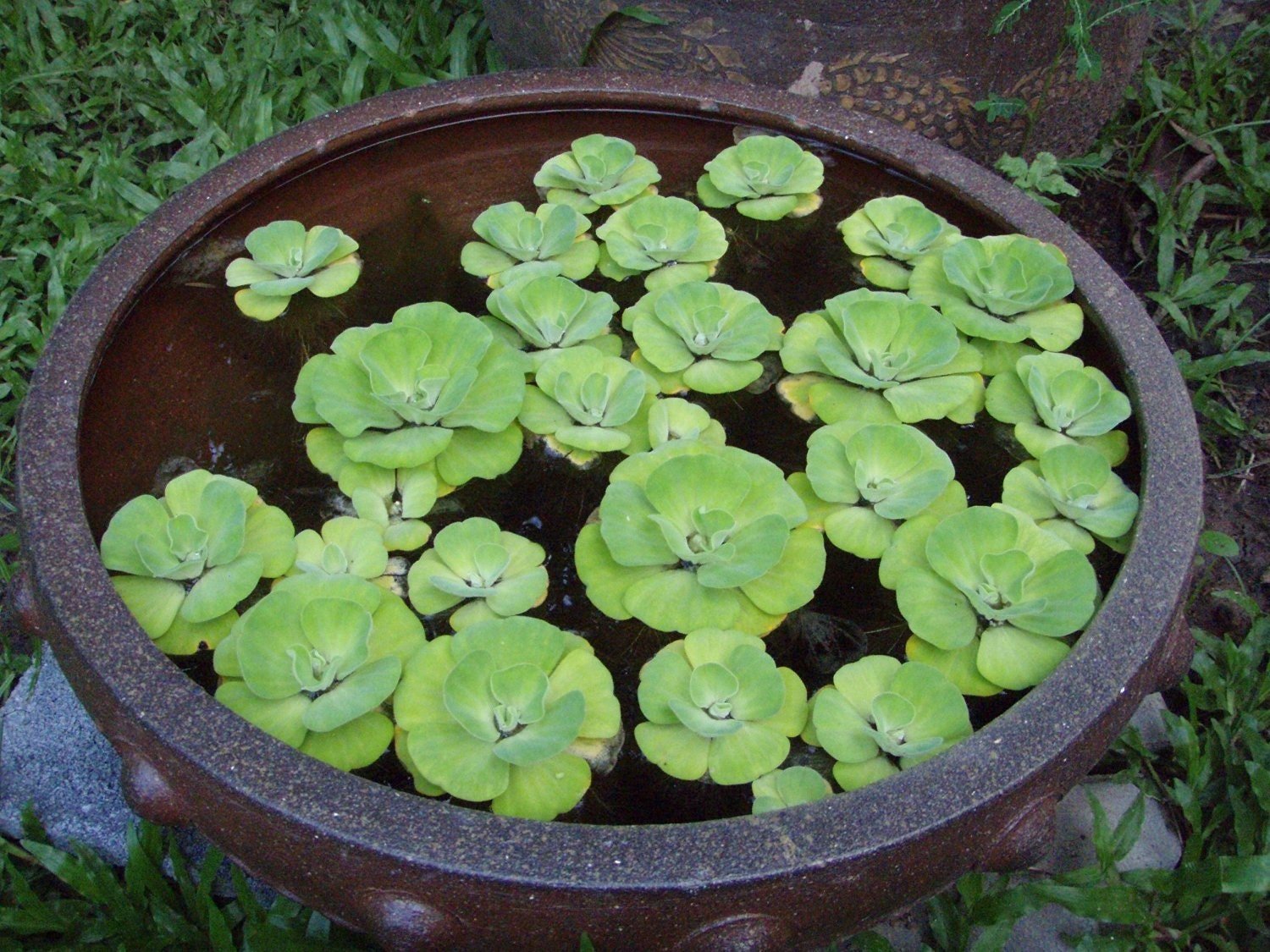 Water Lettuce helps to improve water quality by absorbing excess nutrients such as nitrates and phosphates, which can reduce algae growth.