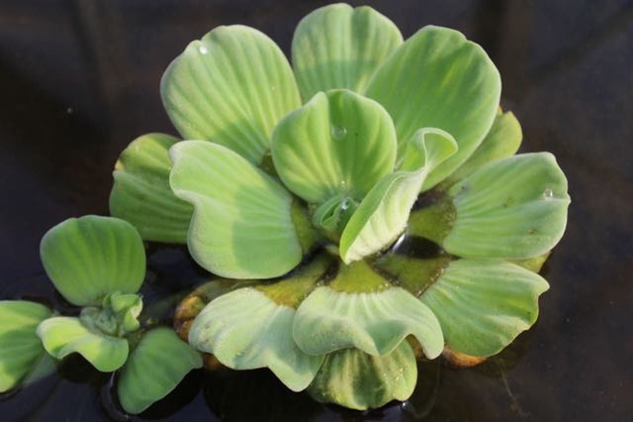 This plant provides excellent shade for ponds or aquariums, helping to cool the water temperature and creating a more natural environment.