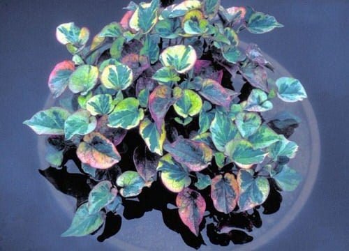 Chameleon Plant! (Houttuynia Cordata Variegata) is a striking perennial known for its colorful, variegated foliage.
