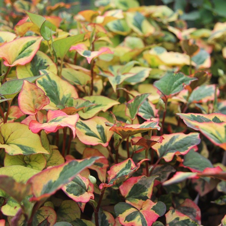 This plant thrives in moist, well-drained soil and can grow in full sun to partial shade, though its most vivid colors appear in brighter sunlight.