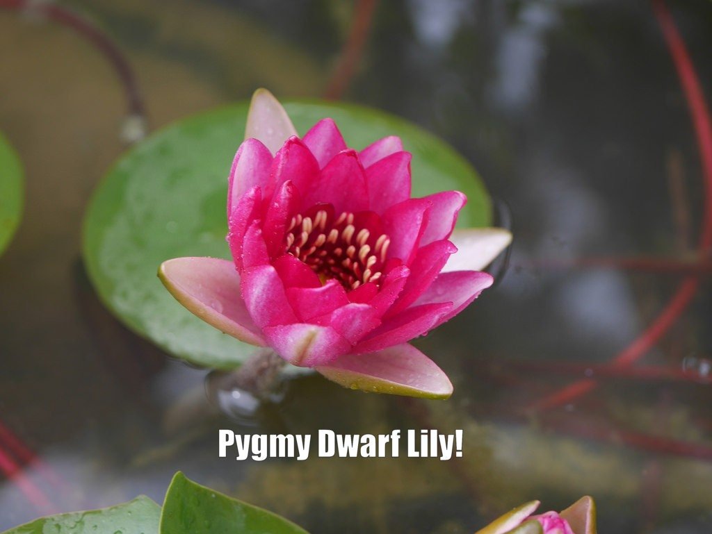 Pygmaea 'Xue Fei' Water Lily features small, rounded leaves that float gracefully on the water’s surface.
