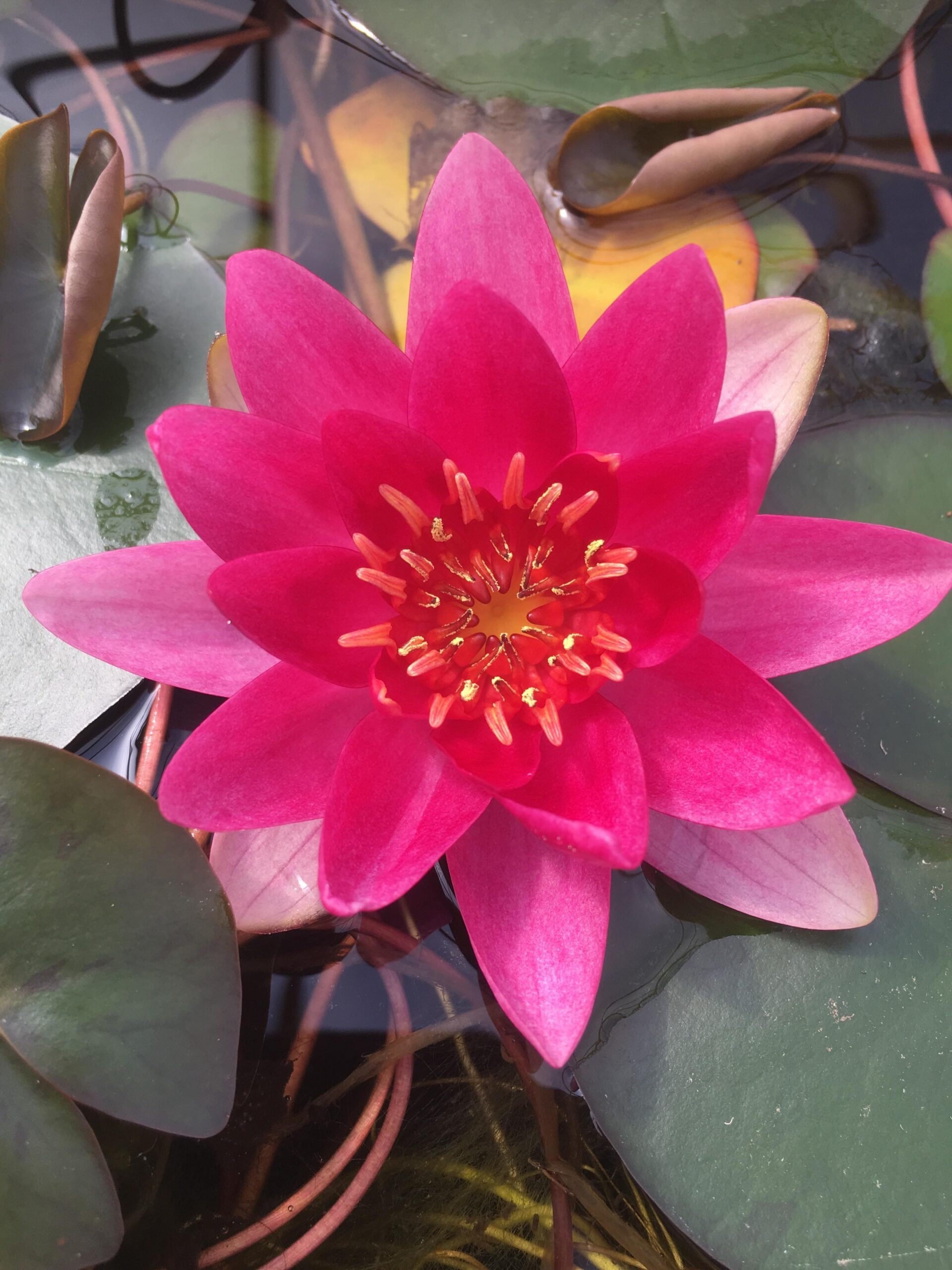 This plant produces striking flowers that are typically red or pink, with a golden-yellow center.