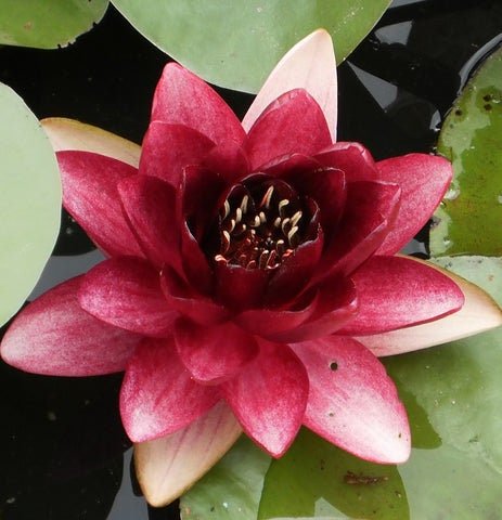 Pygmaea 'Xue Fei' Water Lily is perfect for container water gardens or small ponds, as its miniature size allows it to thrive in limited space without overwhelming other aquatic plants.