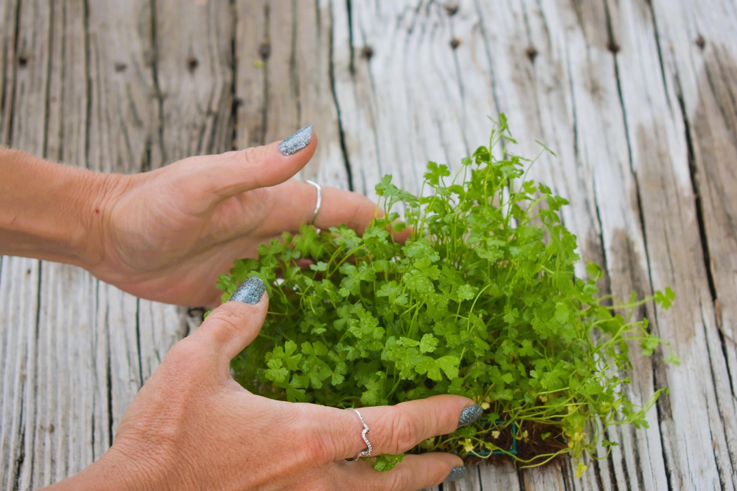 Hydrocotyle Tripartita sp. Japan on Weighted Mat is ideal for nano tanks and large aquariums alike.