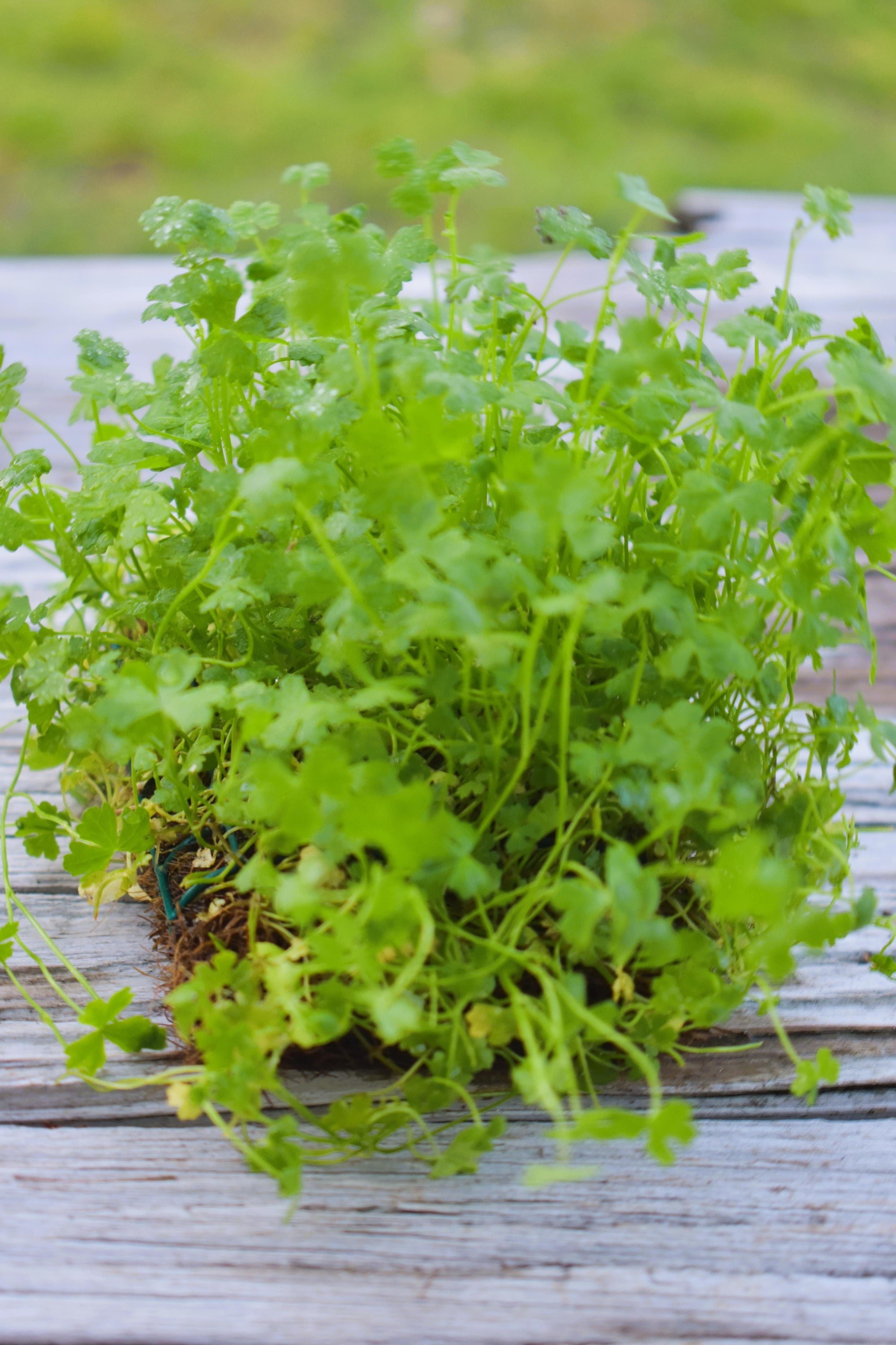 Its compact growth on the mat ensures even distribution, offering a neat and consistent appearance in aquascapes, while boosting water quality.