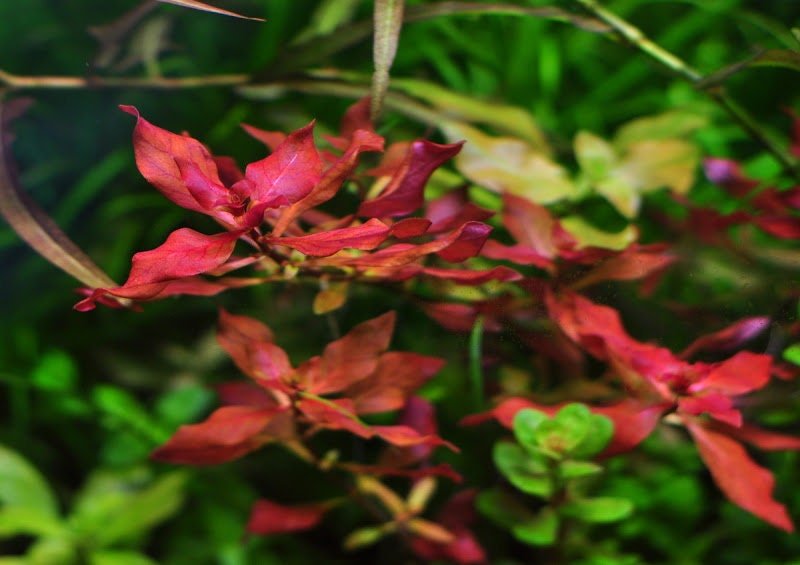 This plant is versatile and can be used as a midground or background plant in aquascapes.