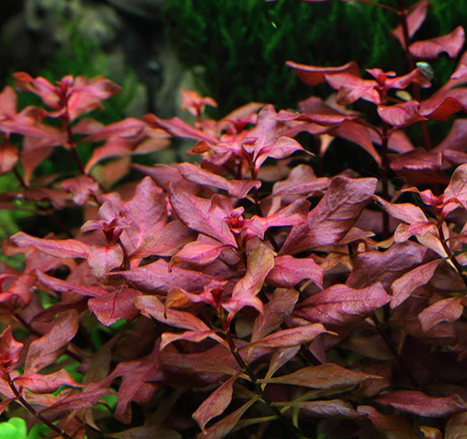 Ludwigia Super Red "Mini" can grow up to 4-6 inches tall, making it suitable for both small and large aquariums.