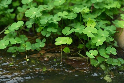 Water Clover thrives in a variety of water conditions, tolerating both soft and hard water. It does best in moderate to high lighting but can survive in low-light settings