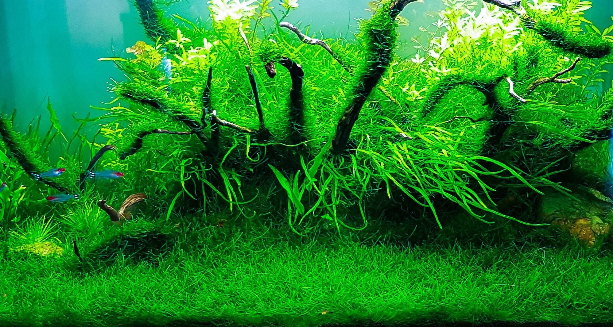 BUY 2 GET 1 FREE Java Moss (Vesicularia Dubyana) — Florida Aquascaping