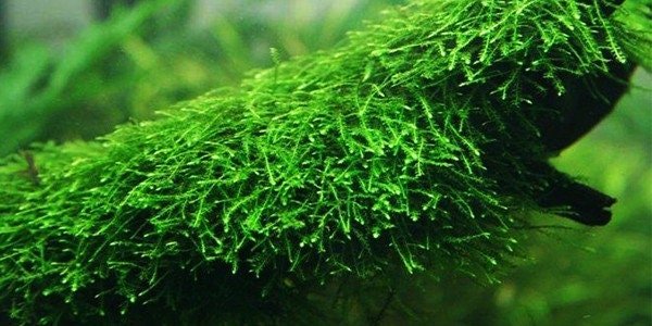 This plant can attach itself to rocks, driftwood, and other surfaces, creating a lush green carpet effect in aquariums.