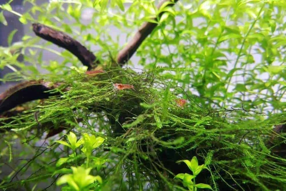 Java Moss (Vesicularia dubyana) is often used in breeding tanks, as its dense structure provides shelter for fry and small fish.
