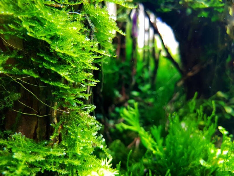 Java Moss (Vesicularia dubyana) is often used in breeding tanks, as its dense structure provides shelter for fry and small fish.