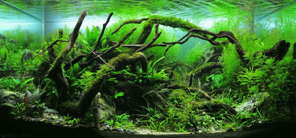 5 Java Moss Portions Vesicularia Dubyana Aquatic Moss Live Aquarium Plants  ✓