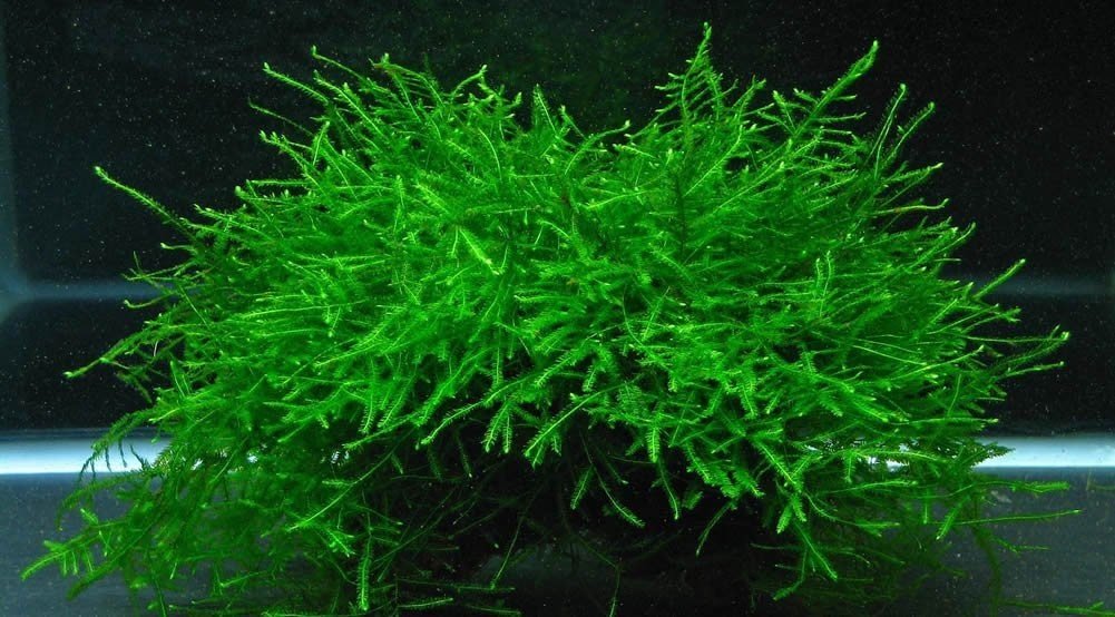Java Moss (Vesicularia dubyana) is easy to propagate, as it spreads quickly and can be trimmed to encourage bushier growth.