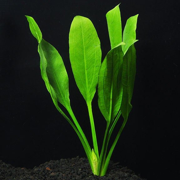 Amazon Sword (Echinodorus Amazonicus) thrives in a wide range of lighting conditions, but medium to high light brings out its best growth.