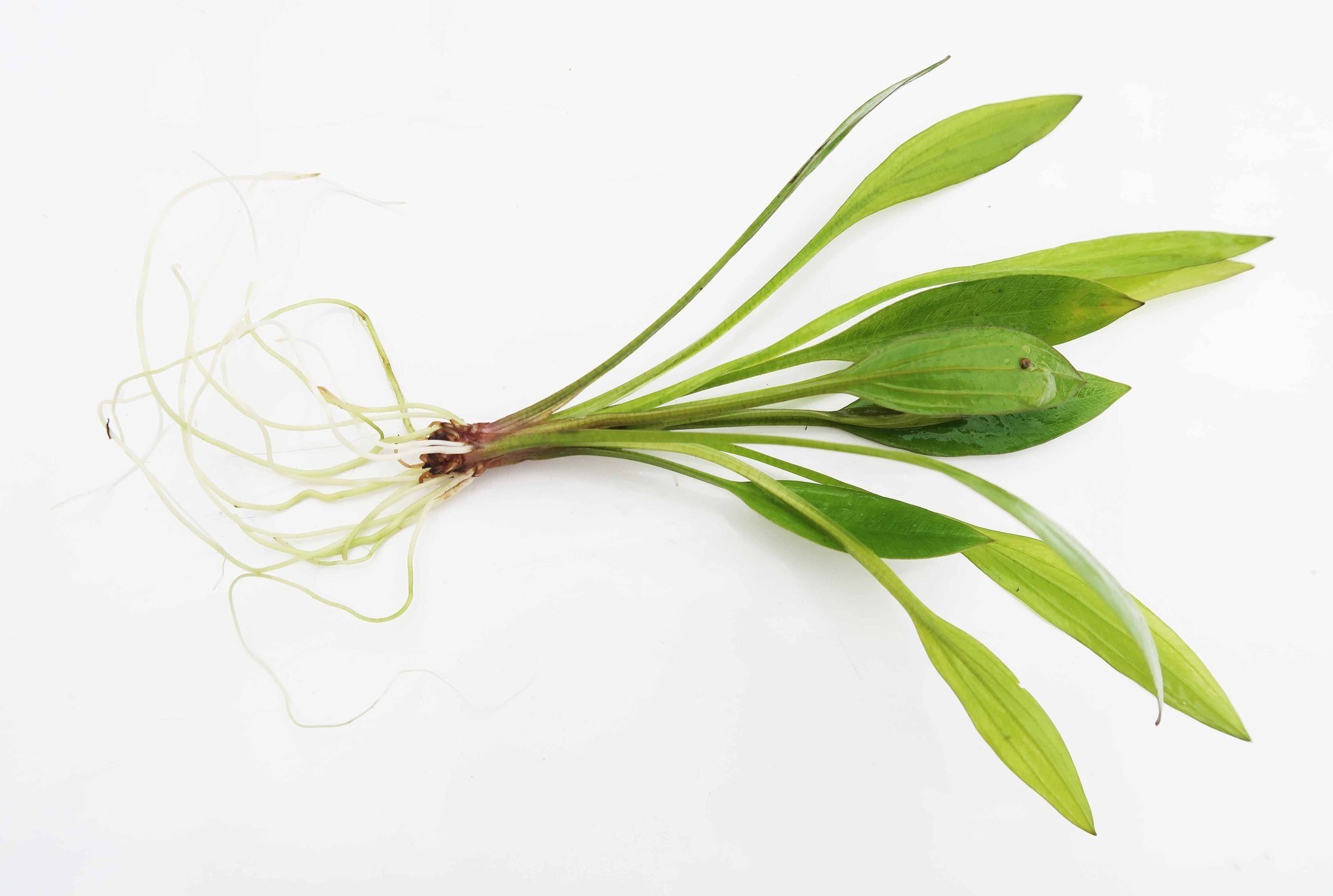 Amazon Sword can tolerate a variety of water parameters, from slightly acidic to alkaline conditions (pH 6.5-7.5).