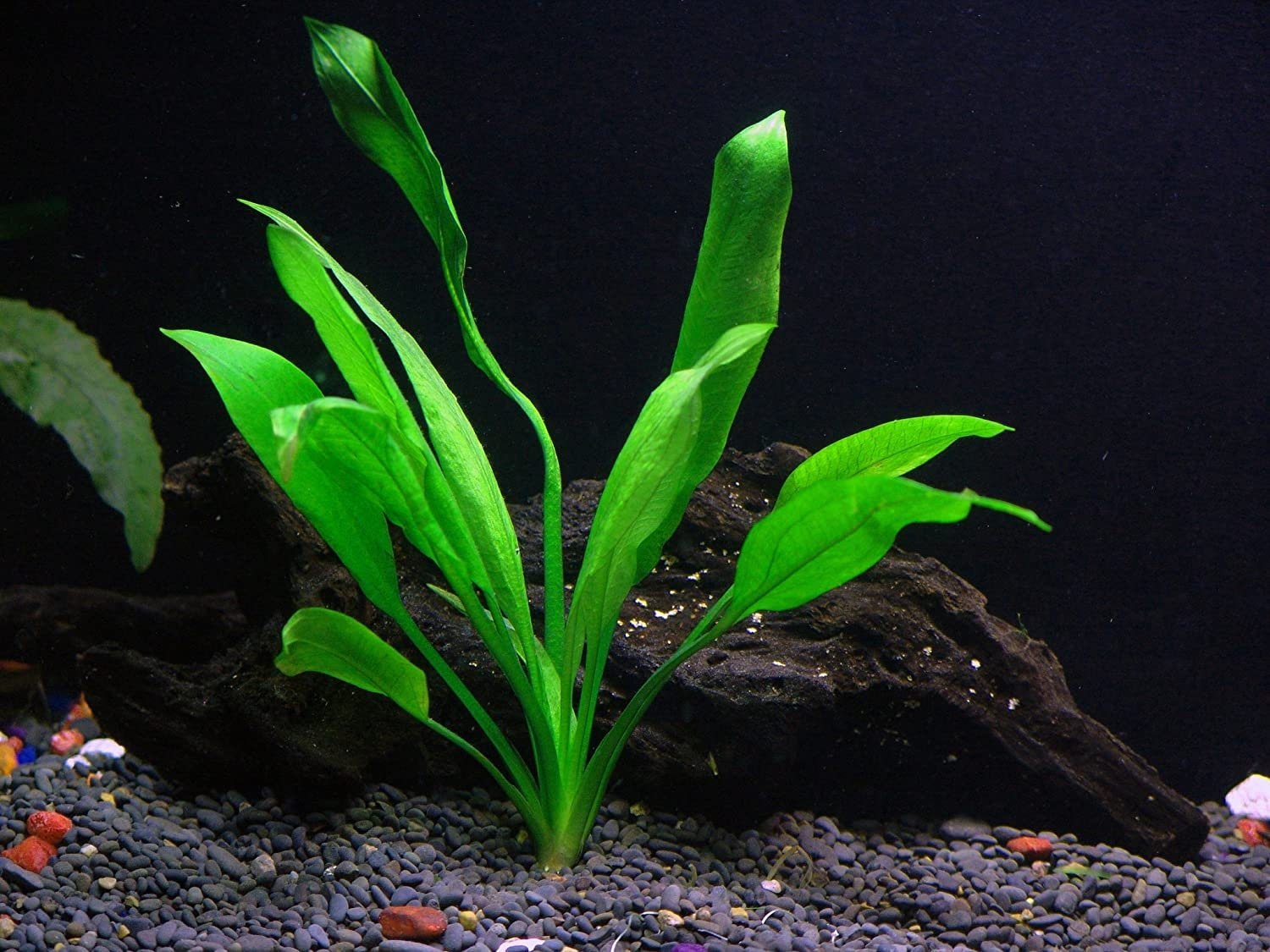 Its broad leaves offer shade and a naturalistic environment that enhances the well-being of tank inhabitants.
