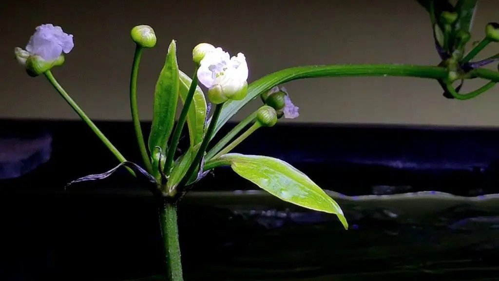 Amazon Sword can grow quite large, often reaching heights of up to 20 inches. It is ideal for larger tanks but can be pruned to fit smaller aquariums.
