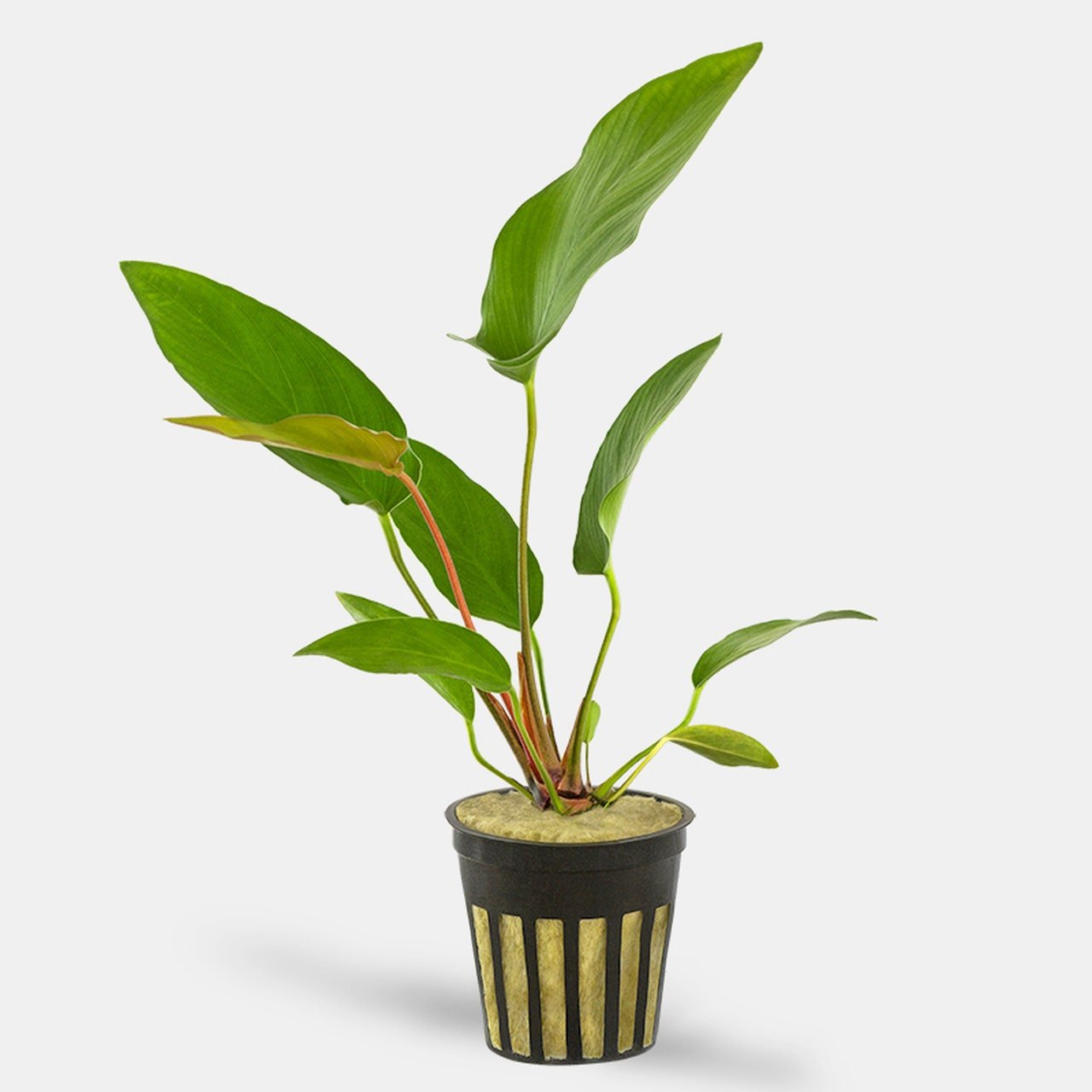 It is adaptable and can grow in both low and moderate lighting conditions, making it suitable for various aquascapes.