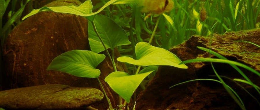 Anubias hastifolia is known for its slow growth rate, which makes it an excellent choice for aquariums where minimal maintenance is desired.