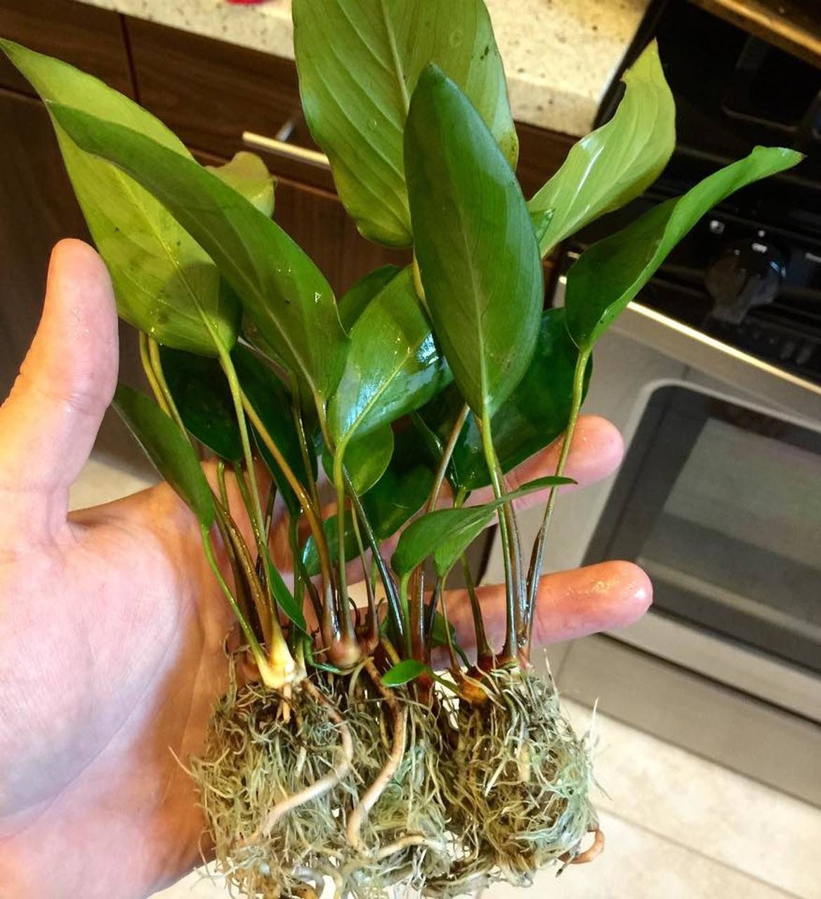 Anubias hastifolia can tolerate a range of water hardness and is often used in both freshwater aquariums and aquascapes.