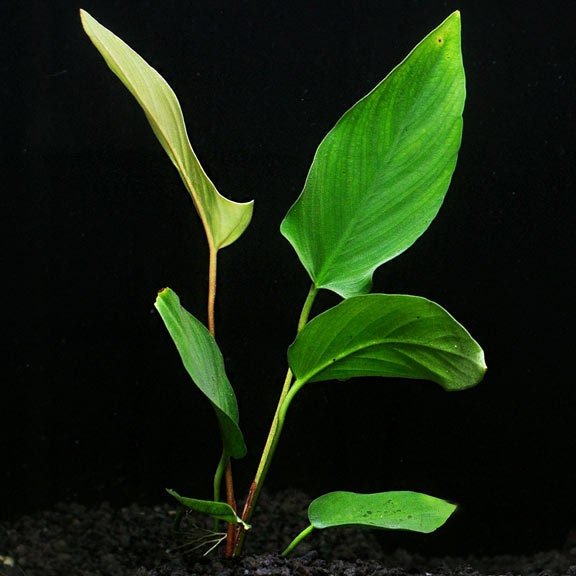 Anubias hastifolia is relatively resistant to algae, making it a low-maintenance option for aquarists