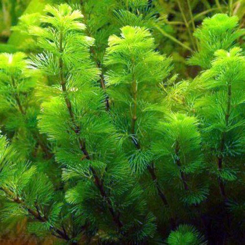 It also provides oxygenation, contributing to a healthy environment for fish and other aquatic species.