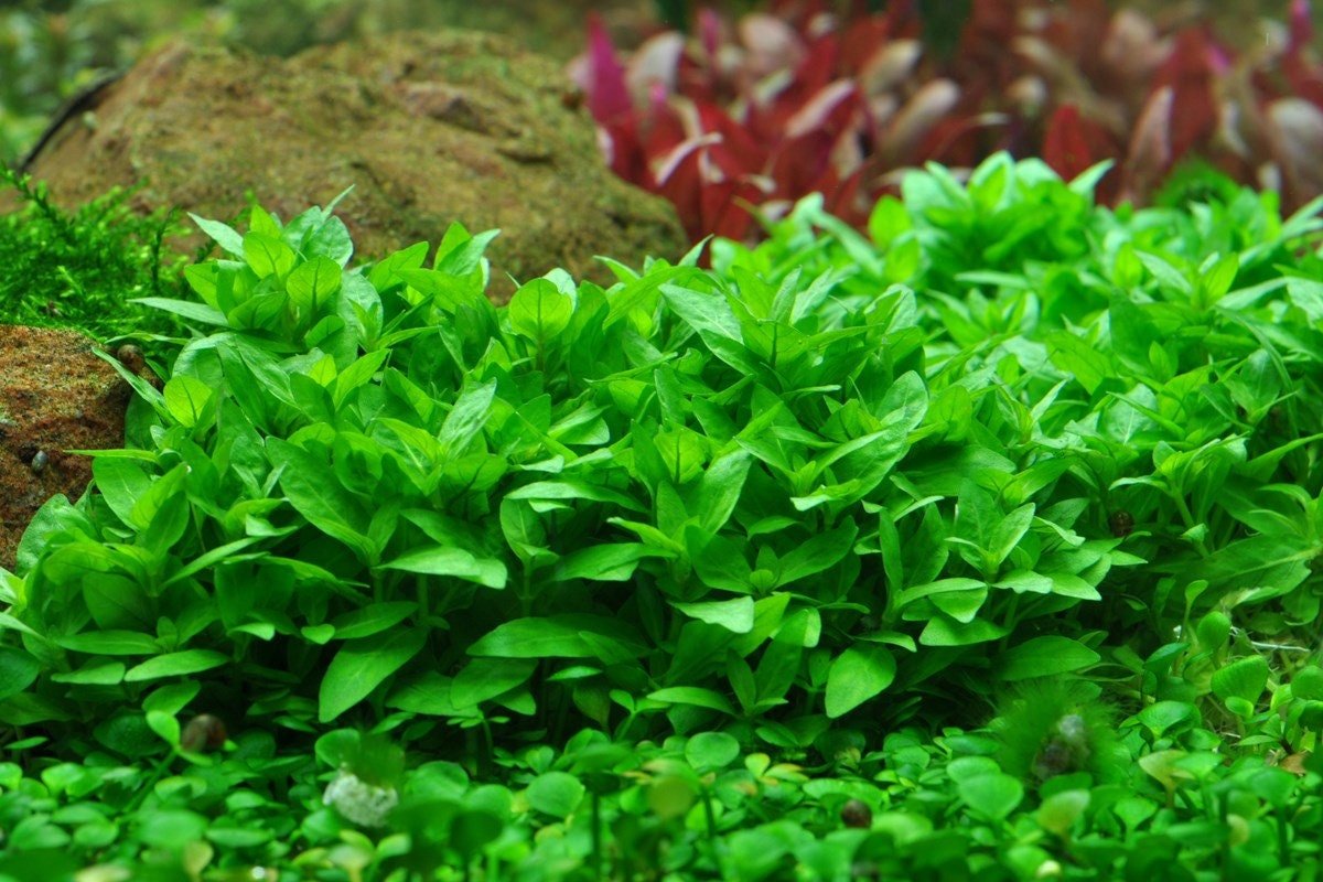 It thrives in freshwater aquariums and is a great choice for both beginner and experienced aquarists.